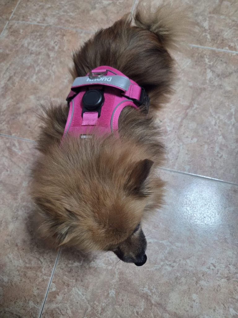 Imagen #3 de Rosmery