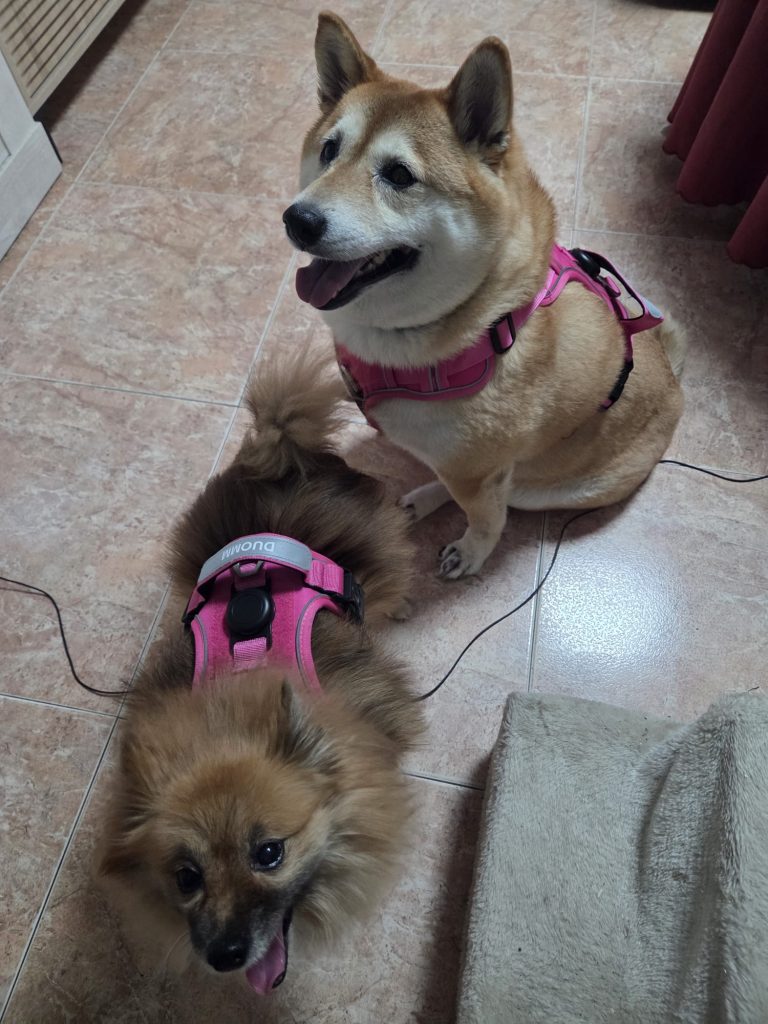 Imagen #4 de Rosmery