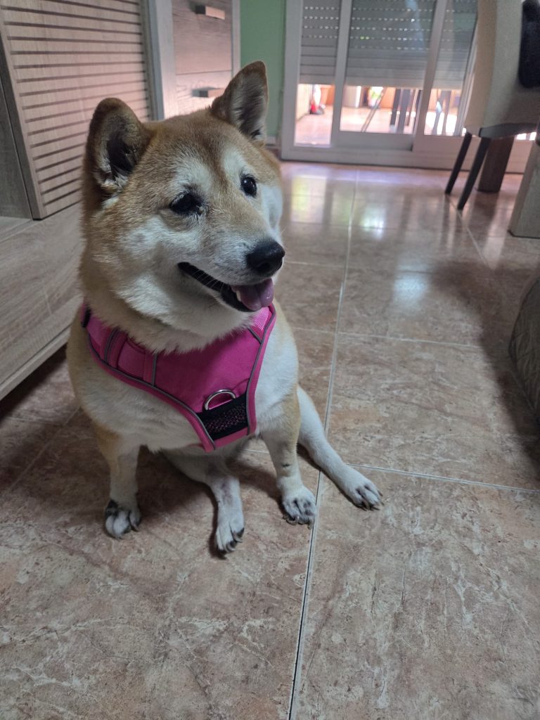 Imagen #2 de Rosmery