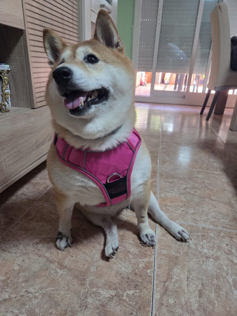 Imagen #1 de Rosmery