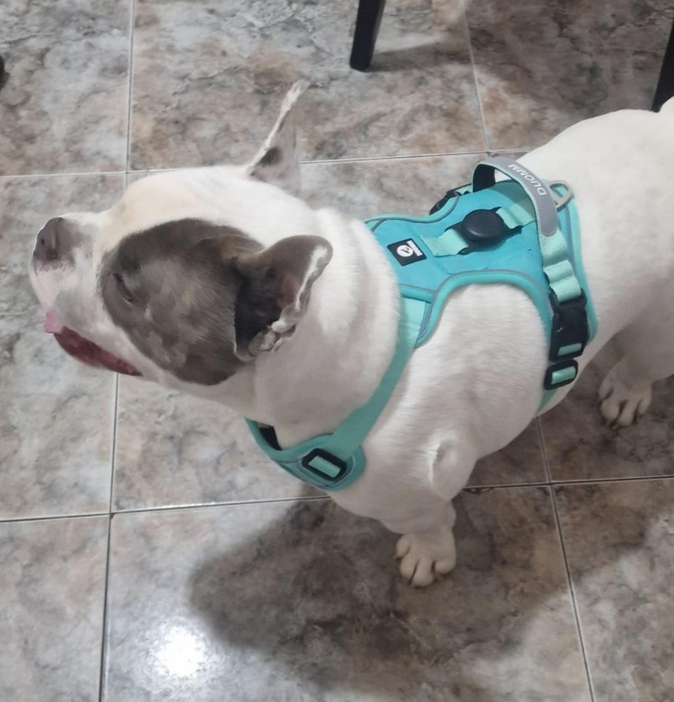 Imagen #2 de Carolina