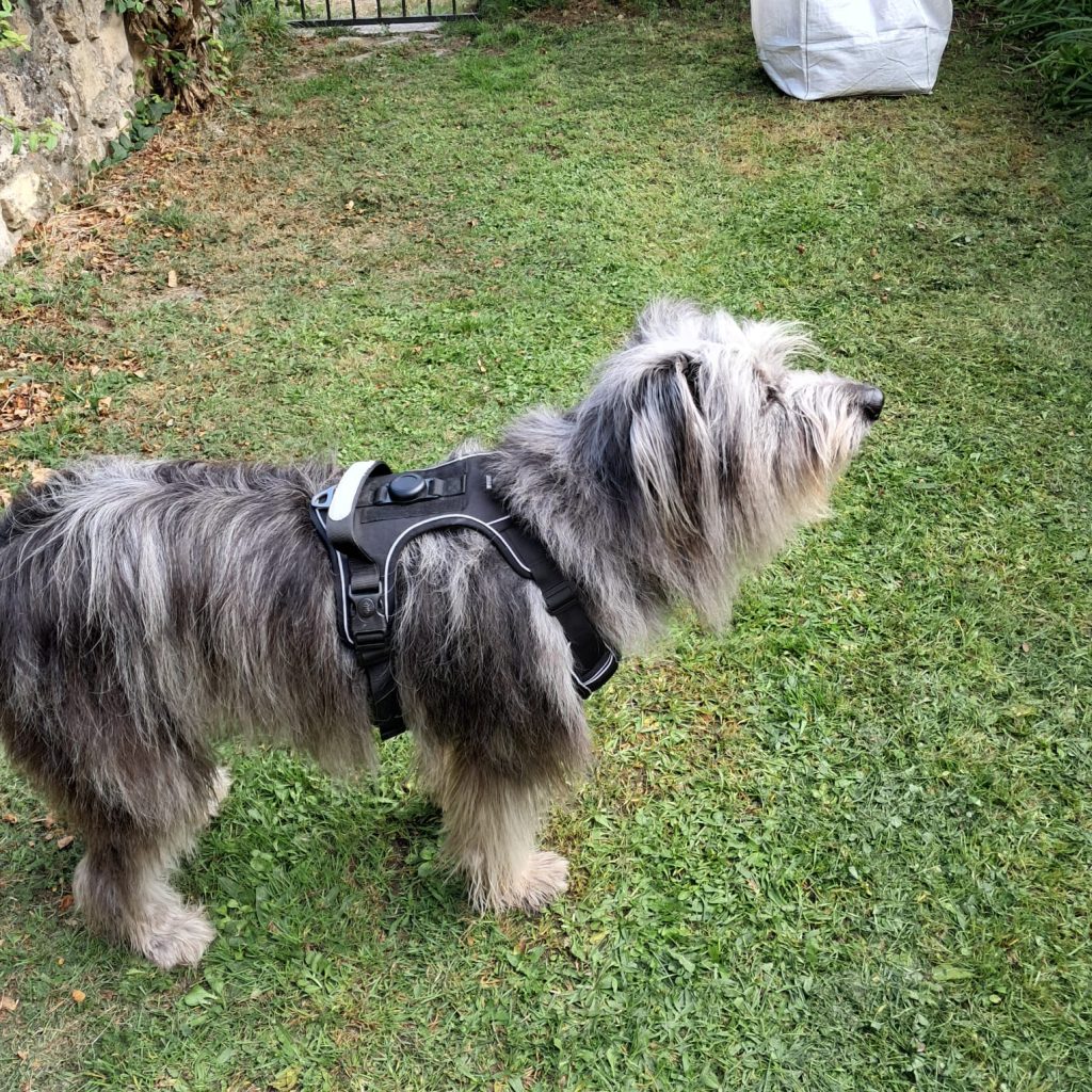 Imagen #2 de Francisco