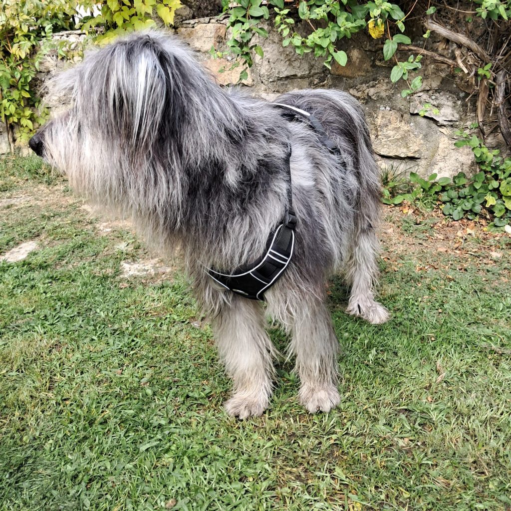 Imagen #3 de Francisco