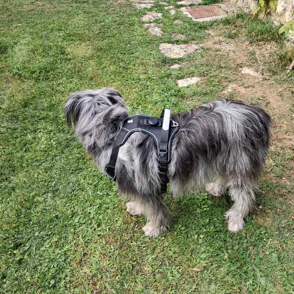 Imagen #1 de Francisco